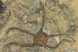 Ordovician Brittle Star (Ophiura) - Morocco #306224-1